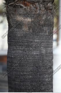 photo texture of palm bark 0010